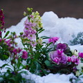 写真: 冬の花壇