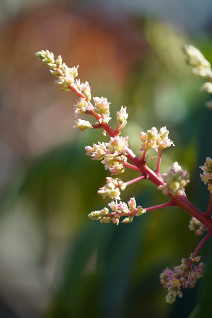 写真: マンゴの花