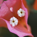 写真: ブーゲンビレアの花