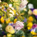 Photos: 薔薇の花咲く花壇
