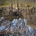 写真: 池に映る木々