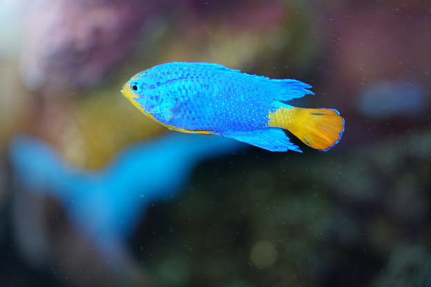 青い熱帯魚