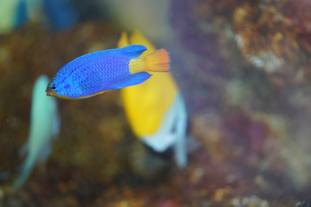写真: 熱帯魚