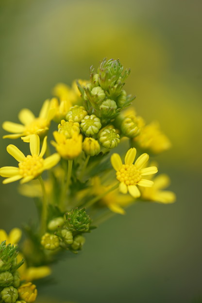 Photos: 黄色い花