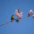 写真: 河津桜と目白