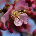 写真: おかめ桜