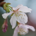 写真: 玉縄桜（たまなわざくら）