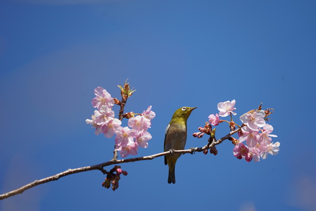 写真: 河津桜と目白