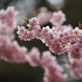 椿寒桜（つばきかんざくら）