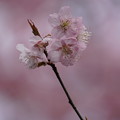 写真: 椿寒桜（つばきかんざくら）