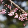 写真: 枝垂桜（しだれざくら）