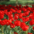 写真: 赤いチューリップの花々