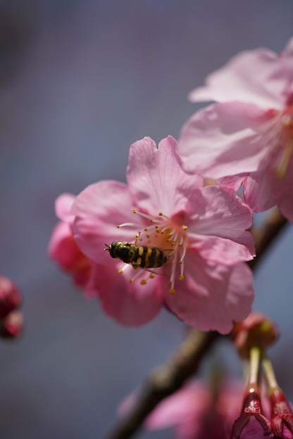 写真: 桜と昆虫