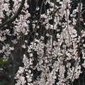 写真: 枝垂桜(しだれざくら）