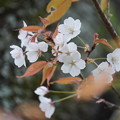 Photos: 山桜(やまざくら）