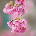 写真: 大寒桜(おおかんざくら）