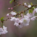 写真: 富士桜（ふじざくら）