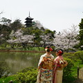 写真: 桜と三重塔