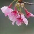 Photos: 豆桜（まめざくら）