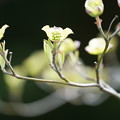 写真: 花水木（はなみずき）