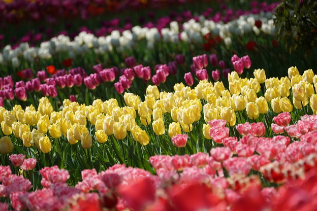 写真: チューリップの花々