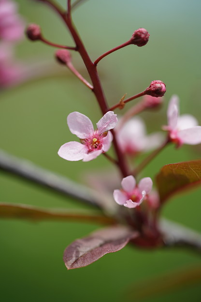 写真: 蝦夷上溝桜（えぞうわずみざくら）