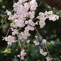 写真: 枝垂桜(しだれざくら）