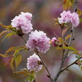 写真: 八重桜(やえざくら）