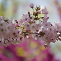 写真: 御殿場桜(ごてんばざくら）