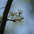 写真: 梨の花