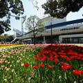 春の横浜公園