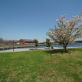 写真: 桜と赤レンガ倉庫