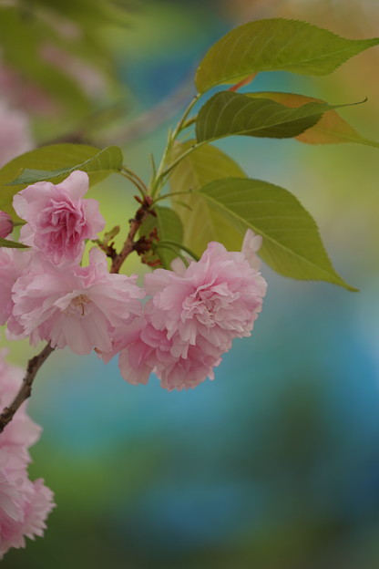 写真: 八重桜(やえざくら）