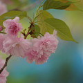 八重桜(やえざくら）