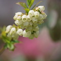 写真: ブルーベリーの花