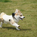 写真: 走る犬