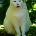 写真: 三渓園の野良猫