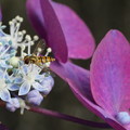 写真: 紫陽花とアブ