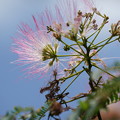 写真: 合歓木の花