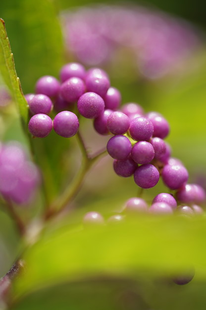 小紫の種
