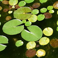写真: 池の葉