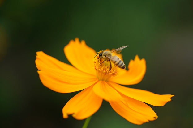 写真: 花と昆虫