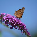写真: ブッドレアと蝶
