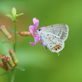 写真: 花と蝶