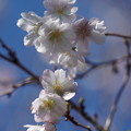 Photos: 十月桜