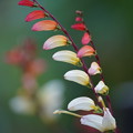 Photos: 温室の花