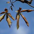 写真: 栃ノ木の紅葉