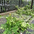 上海台風一過、ちぎれた樹木