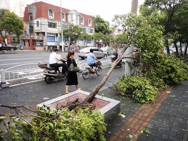 上海台風一過、倒された並木
