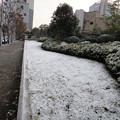 写真: 芝生の上の雪
